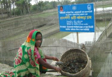 Crab cultavator in Bengladesh