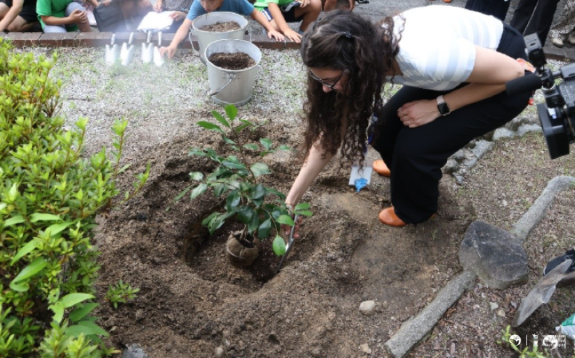 A YLF participant planting a "hibakujumoku" 