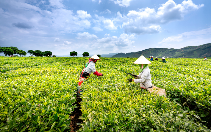 Farmers harvesting tea leaves in agricultural field