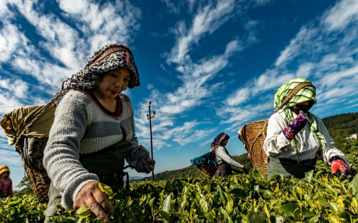 Introductory Learning Materials on Green Economy