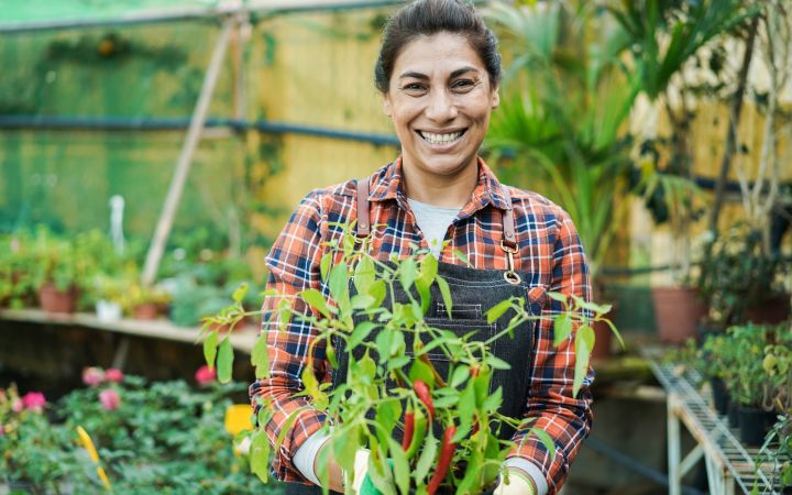 Latin American greenhouse gardener smiling while holding a pot of her chili plant
